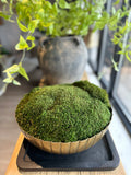 Scalloped Brass Bowl w/ Preserved Moss