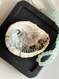 Abalone Shell