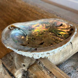 Abalone Shell