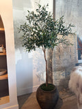 Olive Tree | 5'