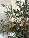 Olive Tree | 5'