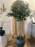 Olive Tree | 5'