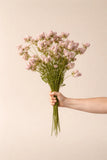 Pale Pink Dandelion Pom Pom Spray