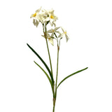 Narcissus Stem |Yellow and Cream Yellow