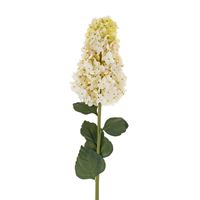 Hydrangea Paniculata Stem