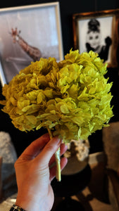 Hydrangea Preserved | Short Stem