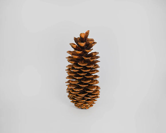 Large Sugar Pine Cone