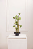 Ceramic Black Compote