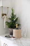 Fresh Touch Norfolk Pine Potted Tree | 26"