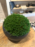 Simply Angled Bowl with Preserved Moss