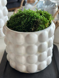 Bubble Pot with Preserved Moss