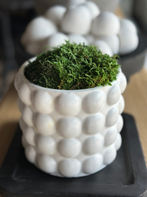Bubble Pot with Preserved Moss