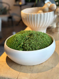 Bowl with Preserved Moss