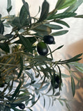 Olive Tree | 5'