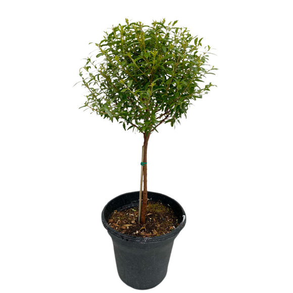 Myrtle Topiary Plant