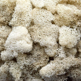 Reindeer Moss Preserved Natural