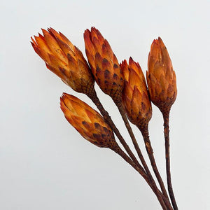 Protea Flower Dried