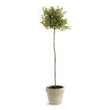 Faux Thyme Topiary 16"