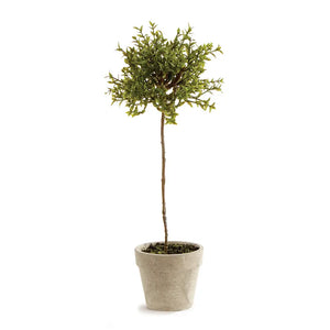 Thyme Topiary 13"