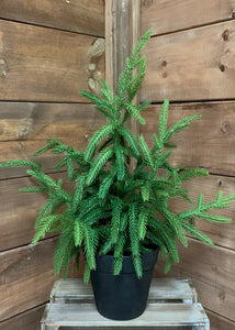 FRESH TOUCH NORFOLK PINE POTTED TREE | 18"