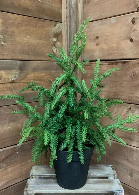 FRESH TOUCH NORFOLK PINE POTTED TREE | 18