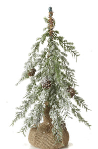 FROSTED NEEDLE PINE TREE